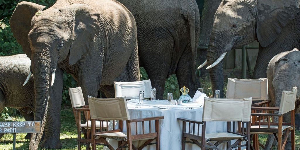Read more about the article Gourmet Meets the Wild: Safaris for Food-Focused Luxury Travelers