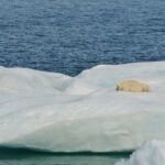 polar bear on glacier