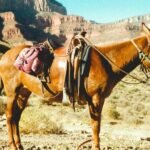 brown horse on brown field during daytime